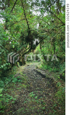 Hiking trail through Costa Rica rainforest with many plants and trees in Poas National Park, a stunning protected area, known for its breathtaking volcanic crater and lush cloud forests. Hiking trail through Costa Rica rainforest with many plants and trees in Poas National Park, a stunning protected area, known for its breathtaking volcanic crater and lush cloud forests. 102624149