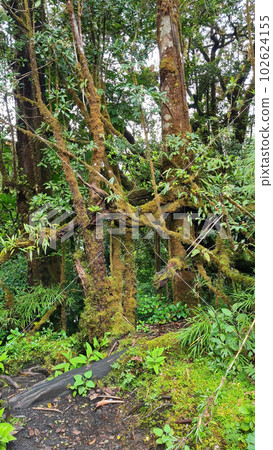 Costa Rica rainforest with many plants and trees in Poas National Park, a stunning protected area, known for its breathtaking volcanic crater and lush cloud forests. Costa Rica rainforest with many plants and trees in Poas National Park, a stunning protected area, known for its breathtaking volcanic crater and lush cloud forests. 102624155