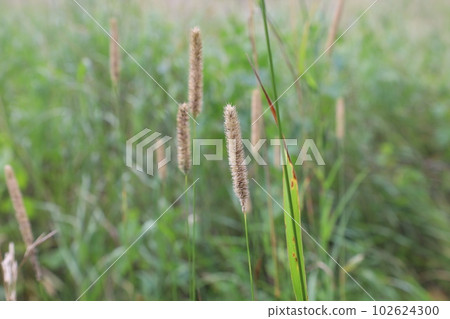 Timothy in the summer meadow, summer herbs 102624300