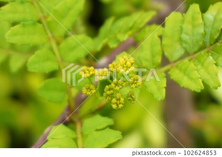 Sansho Japanese pepper male plant male flower Sansho Japanese pepper male plant male flower 102624853