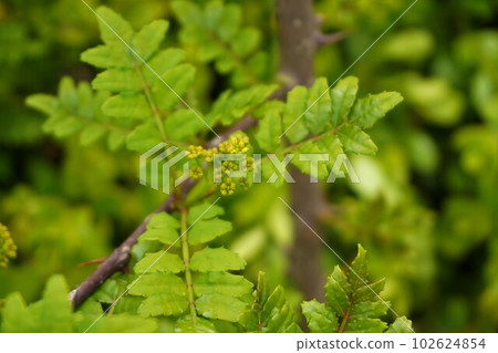 Sansho Japanese pepper male plant male flower Sansho Japanese pepper male plant male flower 102624854