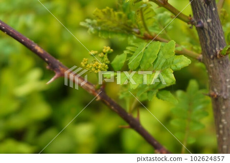 Sansho Japanese pepper male plant male flower Sansho Japanese pepper male plant male flower 102624857