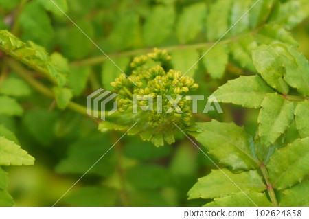 三椒花椒雄株雄花 三椒花椒雄株雄花 102624858