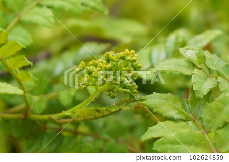 Sansho Japanese pepper male plant male flower Sansho Japanese pepper male plant male flower 102624859