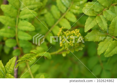 Sansho Japanese pepper male plant male flower Sansho Japanese pepper male plant male flower 102624862