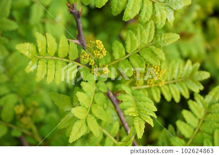blueberry how to plant Jubilee Blueberry Bush