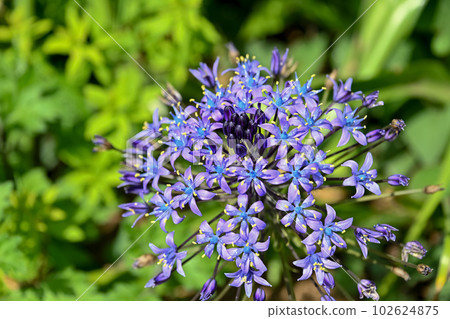 Scilla peruviana Scilla peruviana 102624875