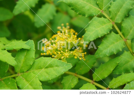 Sansho Japanese pepper male plant male flower Sansho Japanese pepper male plant male flower 102624877