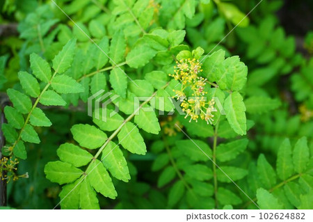 Sansho Japanese pepper male plant male flower - Stock Photo [102624882] -  PIXTA