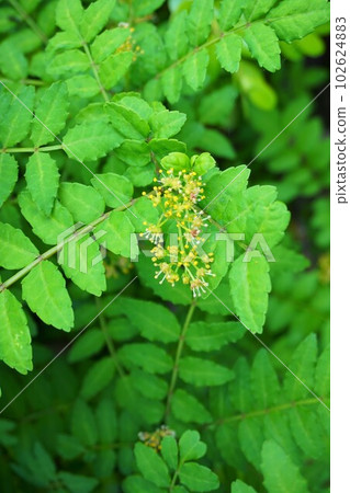 Sansho Japanese pepper male plant male flower - Stock Photo [102624883] -  PIXTA