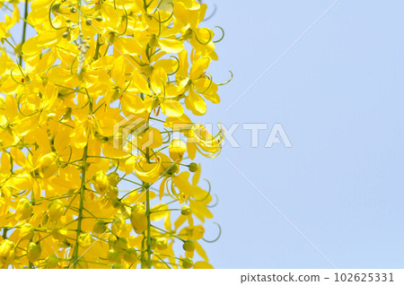 Golden shower , Cassia fistula or pudding pipe tree or yellow flower 102625331