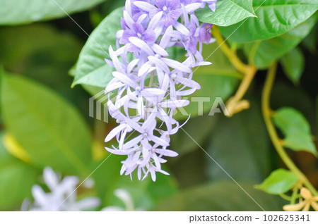 Sandpaper vine, Purple wreath or Queens wreath or purple flower 102625341