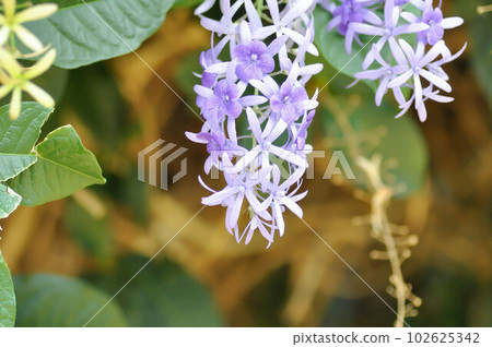 Sandpaper vine, Purple wreath or Queens wreath or purple flower 102625342