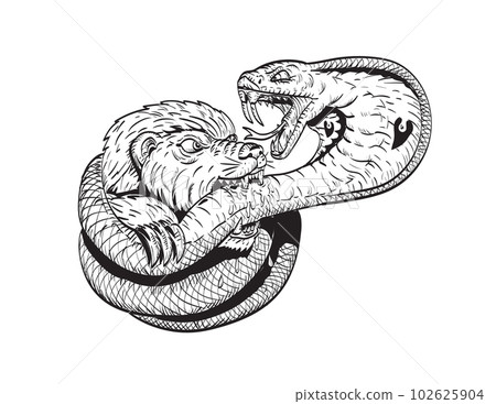 Honey Badger Fighting Biting King Cobra Snake Comics Style Drawing Honey Badger Fighting Biting King Cobra Snake Comics Style Drawing 102625904