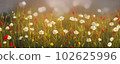 Field of wildflowers closeup image. AI generated illustration 102625996