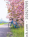 Row of cherry blossom trees along the Ai River 102627095