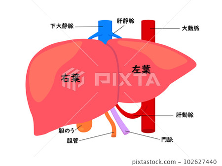 人體肝臟及部位名稱 人體肝臟及部位名稱 102627440