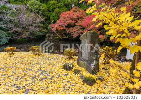 在美麗的紅葉中閃耀的風景“以倒映在水面上的紅葉景色而聞名的隼鳥坂天滿宮”（阿蘇市） 102628032