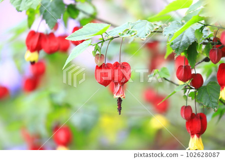 Cute abutilon flower 102628087