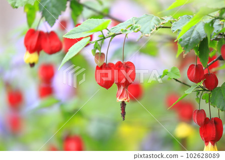 Cute abutilon flower Cute abutilon flower 102628089