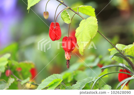 Cute abutilon flower 102628090