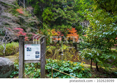 紅葉產須磨神社 供奉乳之女神“豐玉姬”的神社 102628099