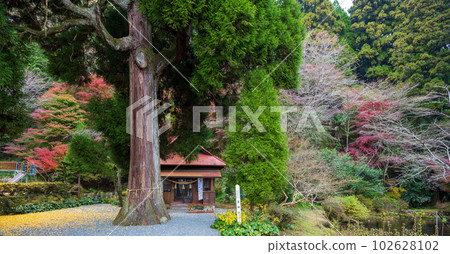 Momiji Ubusuma Shrine A shrine that enshrines the goddess of milk "Toyotama-hime" 102628102