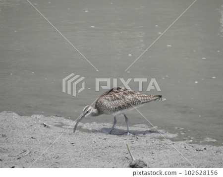 Curlew (Okinawa) 102628156