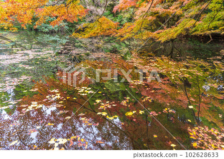 在美麗的紅葉中閃耀的風景“以倒映在水面上的紅葉景色而聞名的隼鳥坂天滿宮”(阿蘇市) 在美麗的紅葉中閃耀的風景“以倒映在水面上的紅葉景色而聞名的隼鳥坂天滿宮”(阿蘇市) 102628633