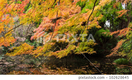 在美麗的紅葉中閃耀的風景“以倒映在水面上的紅葉景色而聞名的隼鳥坂天滿宮”（阿蘇市） 102628645