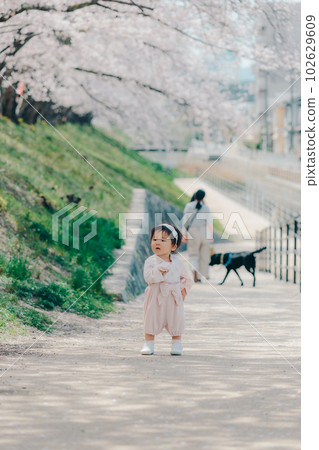 A 1-year-old girl in a row of cherry blossom trees 102629609