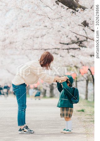 A mother gives a hat to a kindergartener in a row of cherry blossom trees 102629866
