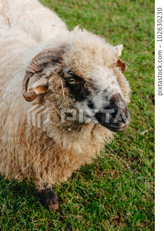 Closeup view of the Sheep and Rams in the fields. Portrait of a ram ,furry tur with curved big horns. Mountain sheep, goat close up portrait . Bighorn ram posing Closeup view of the Sheep and Rams in the fields. Portrait of a ram ,furry tur with curved big horns. Mountain sheep, goat close up portrait . Bighorn ram posing 102630230