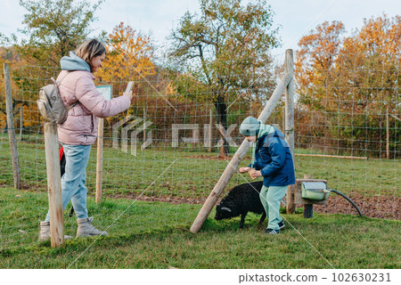 Little caucasian boy feeding ram in a farm. Ram eating grains of cereal from the hands of a child. Little caucasian boy feeding ram in a farm. Ram eating grains of cereal from the hands of a child. 102630231