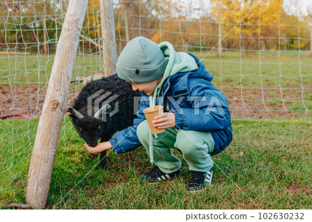 Little caucasian boy feeding ram in a farm. Ram eating grains of cereal from the hands of a child. Little caucasian boy feeding ram in a farm. Ram eating grains of cereal from the hands of a child. 102630232