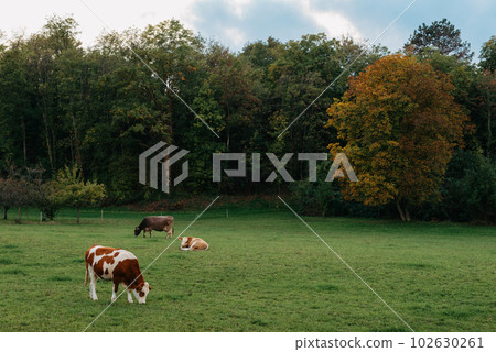 Cows Grazing In A Meadow Against A Backdrop Of Forest Mountains During Sunset. Cows Graze In A Meadow Against The Backdrop Of Summer. Cows Graze In The Meadow Against The Backdrop Of Forest Mountains 102630261