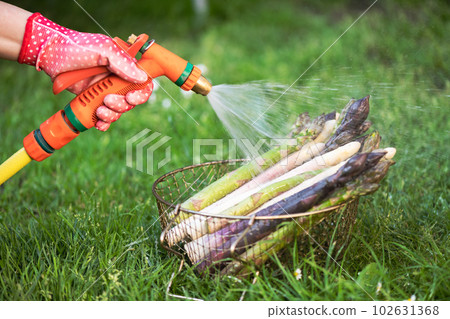 Washes fresh asparagus sprouts with garden hose 102631368