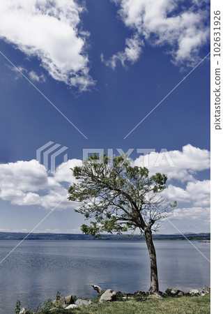 Landscape with lonely tree 102631926