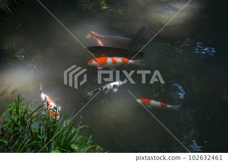 京都左京區池塘中新綠錦鯉中的鞍馬寺 102632461