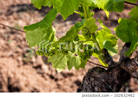 Young sprouts with bunches of grapes on the branches of the vine in spring. Agriculture. Young sprouts with bunches of grapes on the branches of the vine in spring. Agriculture. 102632462