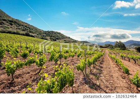 Vineyard with young shoots on the branches in spring. Agriculture. Vineyard with young shoots on the branches in spring. Agriculture. 102632464