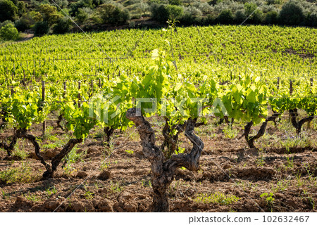 Vineyard with young shoots on the branches in spring. Agriculture. Vineyard with young shoots on the branches in spring. Agriculture. 102632467