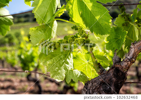 Young sprouts with bunches of grapes on the branches of the vine in spring. Agriculture. Young sprouts with bunches of grapes on the branches of the vine in spring. Agriculture. 102632468