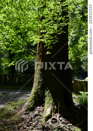 京都市左京區清新綠地鞍馬寺院內的幼楓樹 102632525