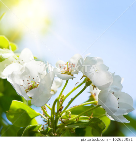 Close-up of pear flowers against the background of the sun and blue sky. 102633081