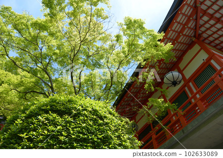 京都市左京區天本林堂和小楓樹的新綠中的鞍馬寺 102633089
