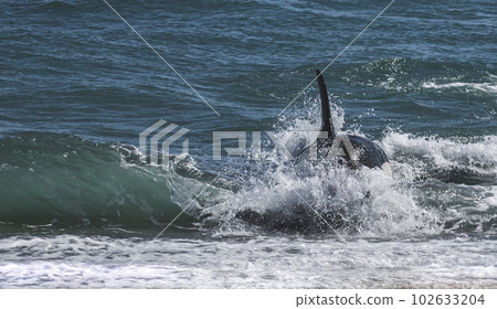 Killer whale hunting sea lions,Peninsula Valdes, Patagonia Argentina 102633204