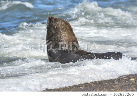 Male Sea Lion , Patagonia, Argentina 102633260