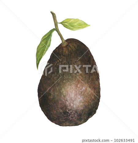 Watercolor botanical illustration of avocado hass and leave, isolated. Can be used for packaging design, prints 102633491