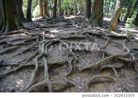 京都市左京區鞍馬寺木根道綠意盎然 102633505